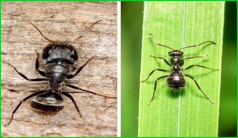 Are there carpenter ants in Utah?