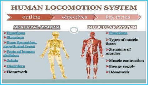 What is locomotion in the human body